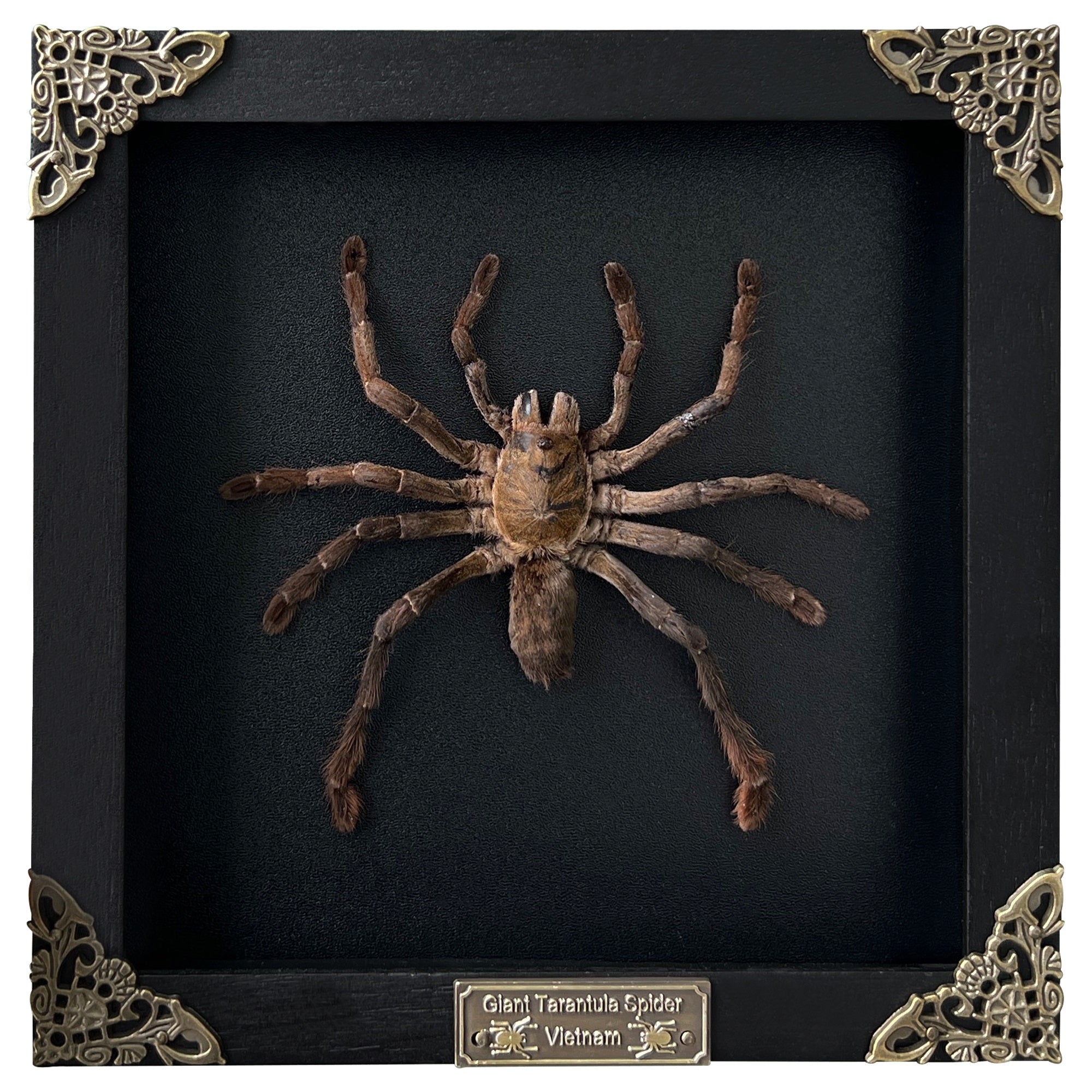 Real Framed Spider Black Frame Beetle Art Decoration Artwork Home Decor K18-56-DE