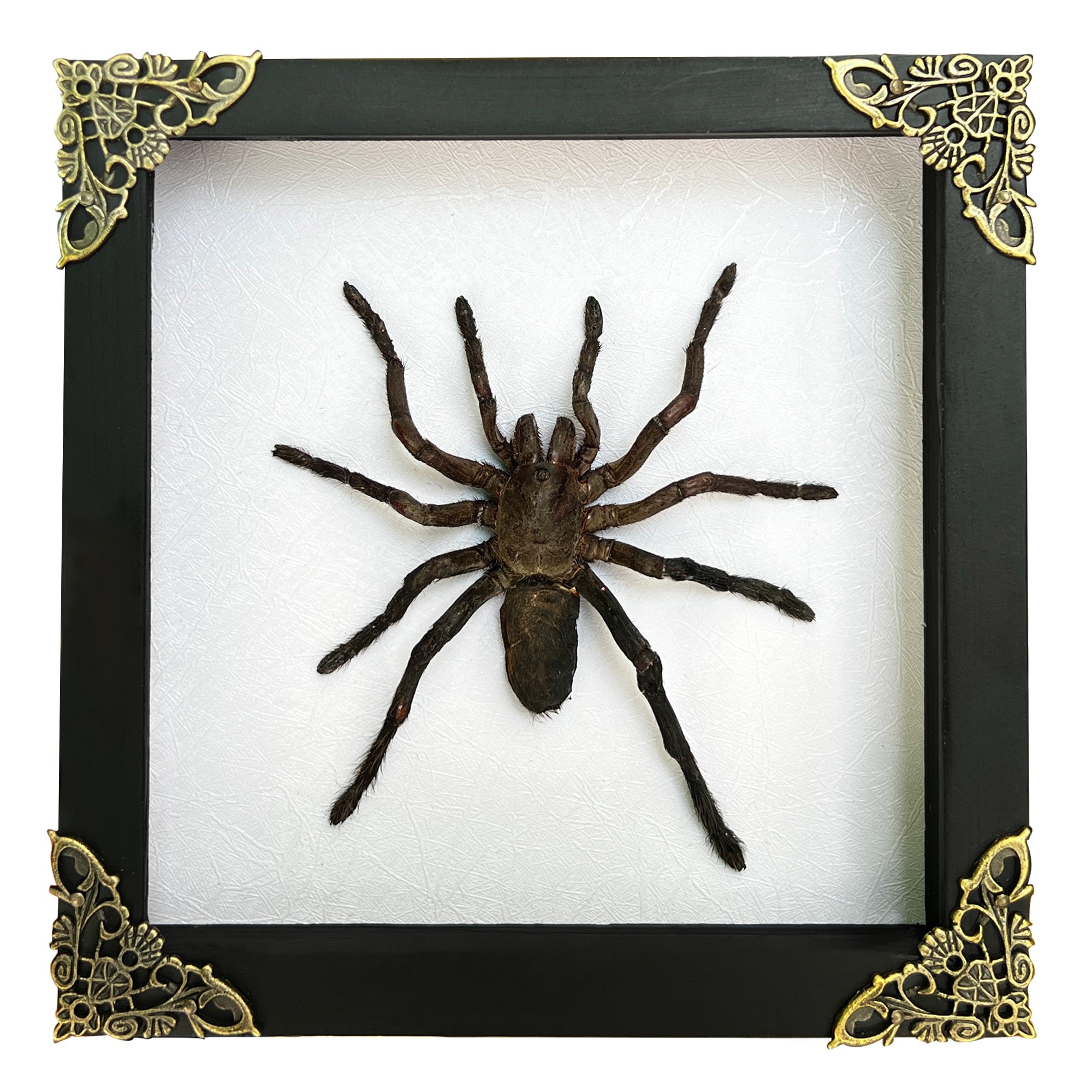 Real Giant Spider White Frame Beetle Insect Gothic Decoration Artwork Home Decor K18-56-TR