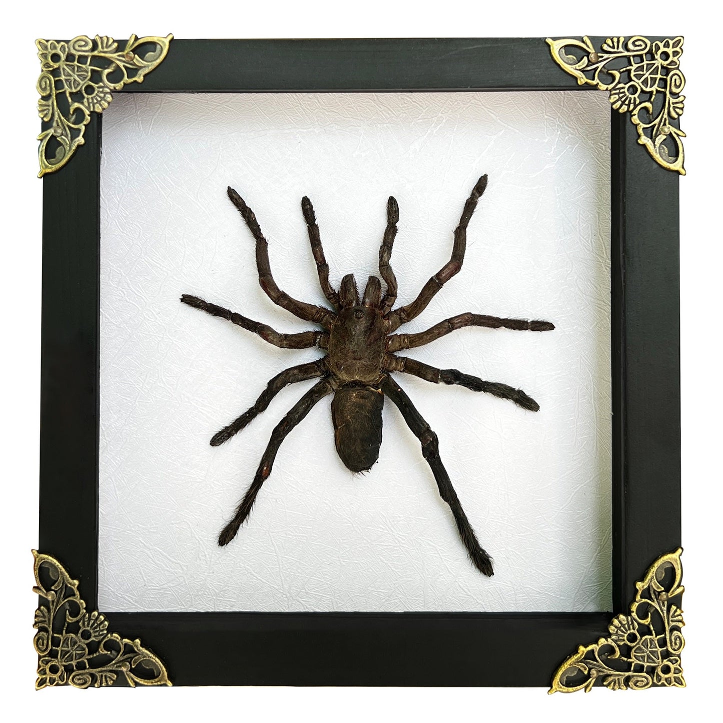 Real Giant Spider Frame Beetle Insect Gothic Decoration Artwork Home Decor