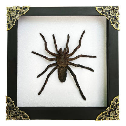 Real Giant Spider Frame Beetle Insect Gothic Decoration Artwork Home Decor