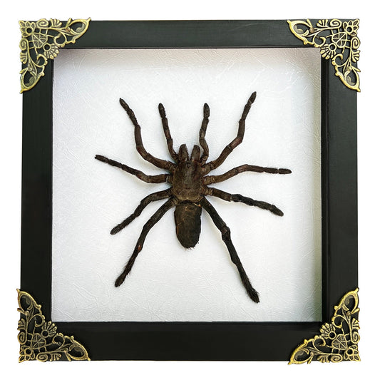 Real Giant Spider Frame Beetle Insect Gothic Decoration Artwork Home Decor