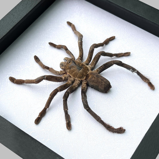 Real Giant Spider Frame Beetle Insect Gothic Decoration Artwork Home Decor