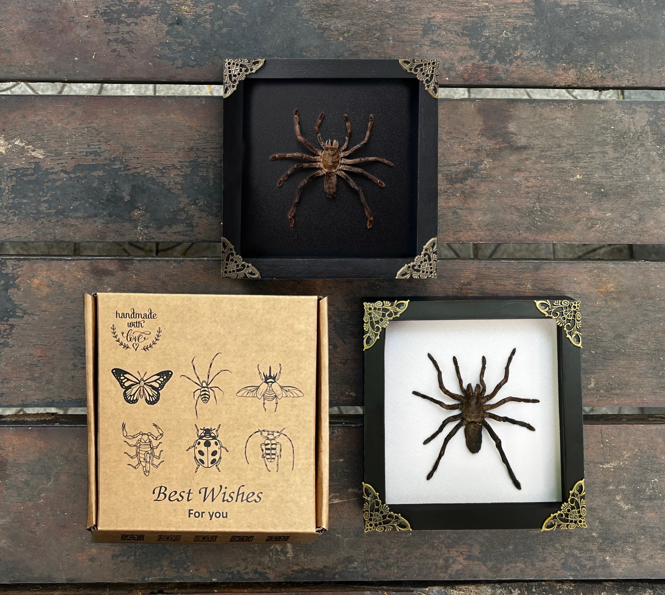 Real Giant Spider White Frame Beetle Insect Gothic Decoration Artwork Home Decor K18-56-TR