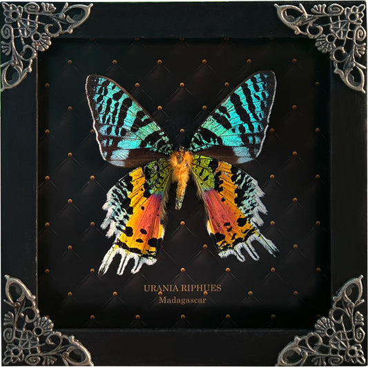 Real Sunset Moth Butterfly Framed Handmade Shadow Box K14-29-NEM