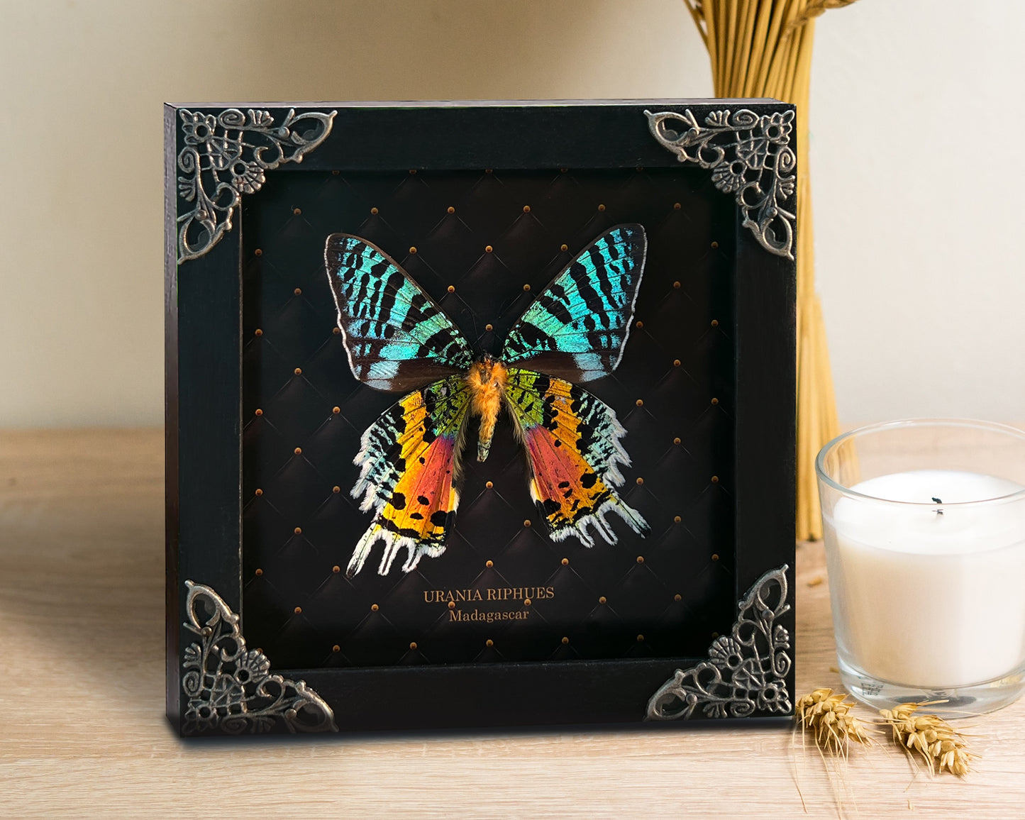 Real Sunset Moth Butterfly Framed Handmade Shadow Box K14-29-NEM