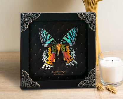 Real Sunset Moth Butterfly Framed Handmade Shadow Box K14-29-NEM