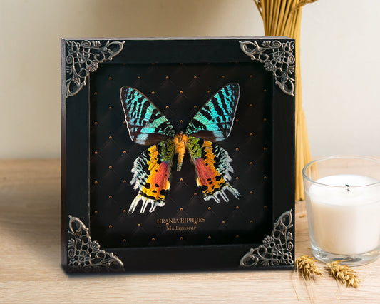 Real Sunset Moth Butterfly Framed Handmade Shadow Box K14-29-NEM