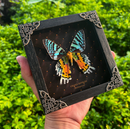 Real Sunset Moth Butterfly Framed Handmade Shadow Box K14-29-NEM
