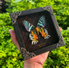 Real Sunset Moth Butterfly Framed Taxidermy Handmade Shadow Box K14-29-NEM