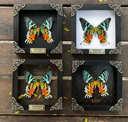 Real Sunset Moth Butterfly Framed Handmade Shadow Box K14-29-NEM