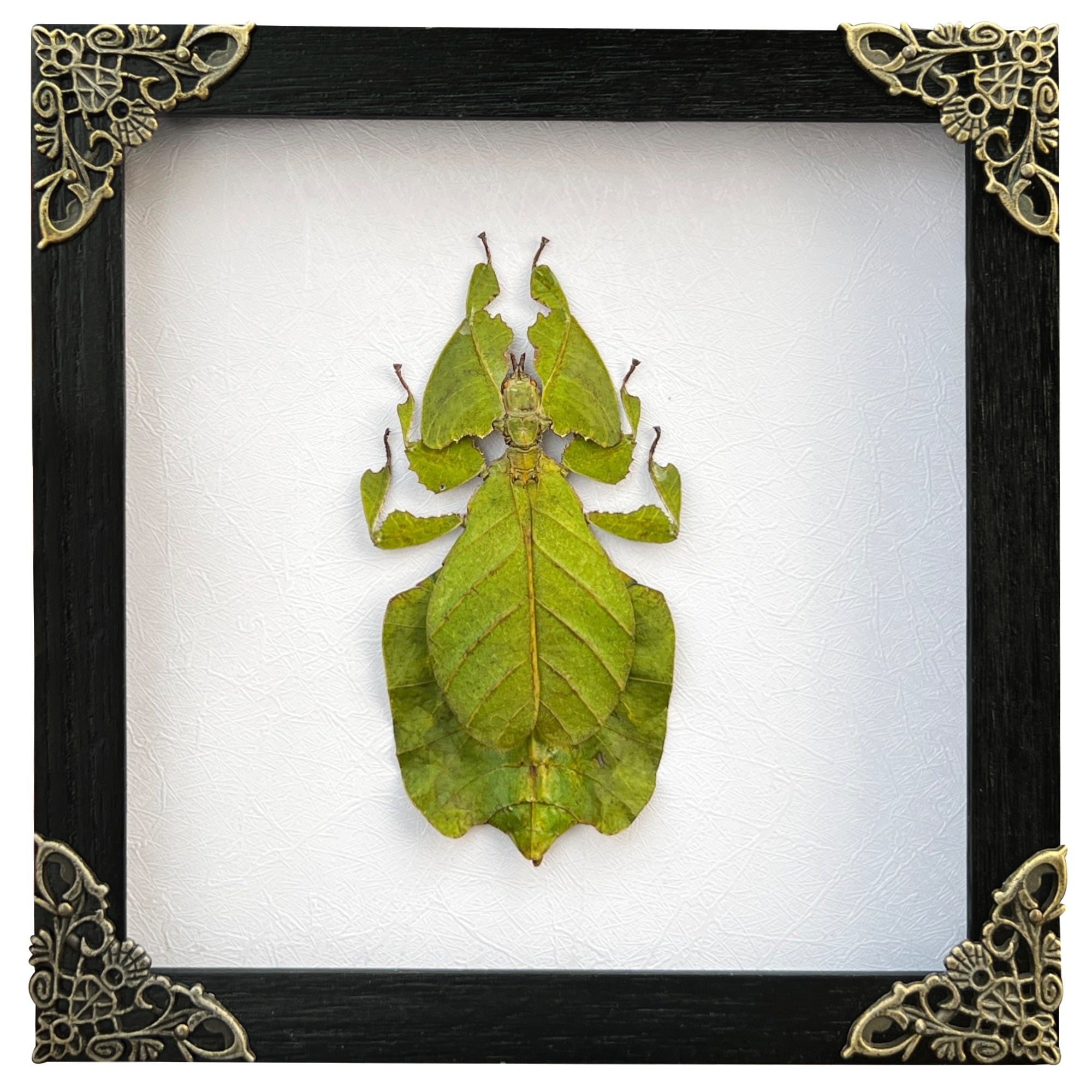 Real Framed Walking Leaf Beetle Shadow Box Bug Insect Entomology Specimen Taxidermy Collection Decoration K16-72-TR