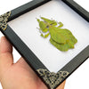 Real Framed Walking Leaf Beetle Shadow Box Bug Insect Entomology Specimen Taxidermy Collection Decoration K16-72-TR