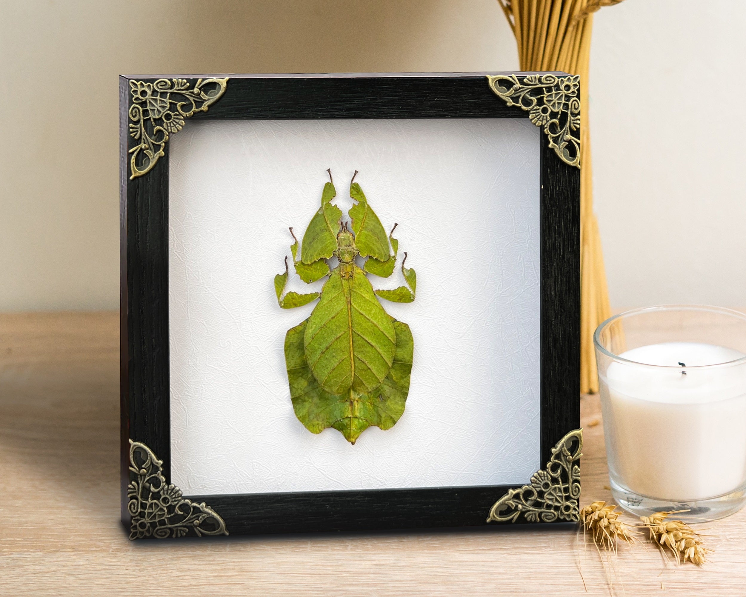 Real Framed Walking Leaf Beetle Shadow Box Bug Insect Entomology Specimen Taxidermy Collection Decoration K16-72-TR