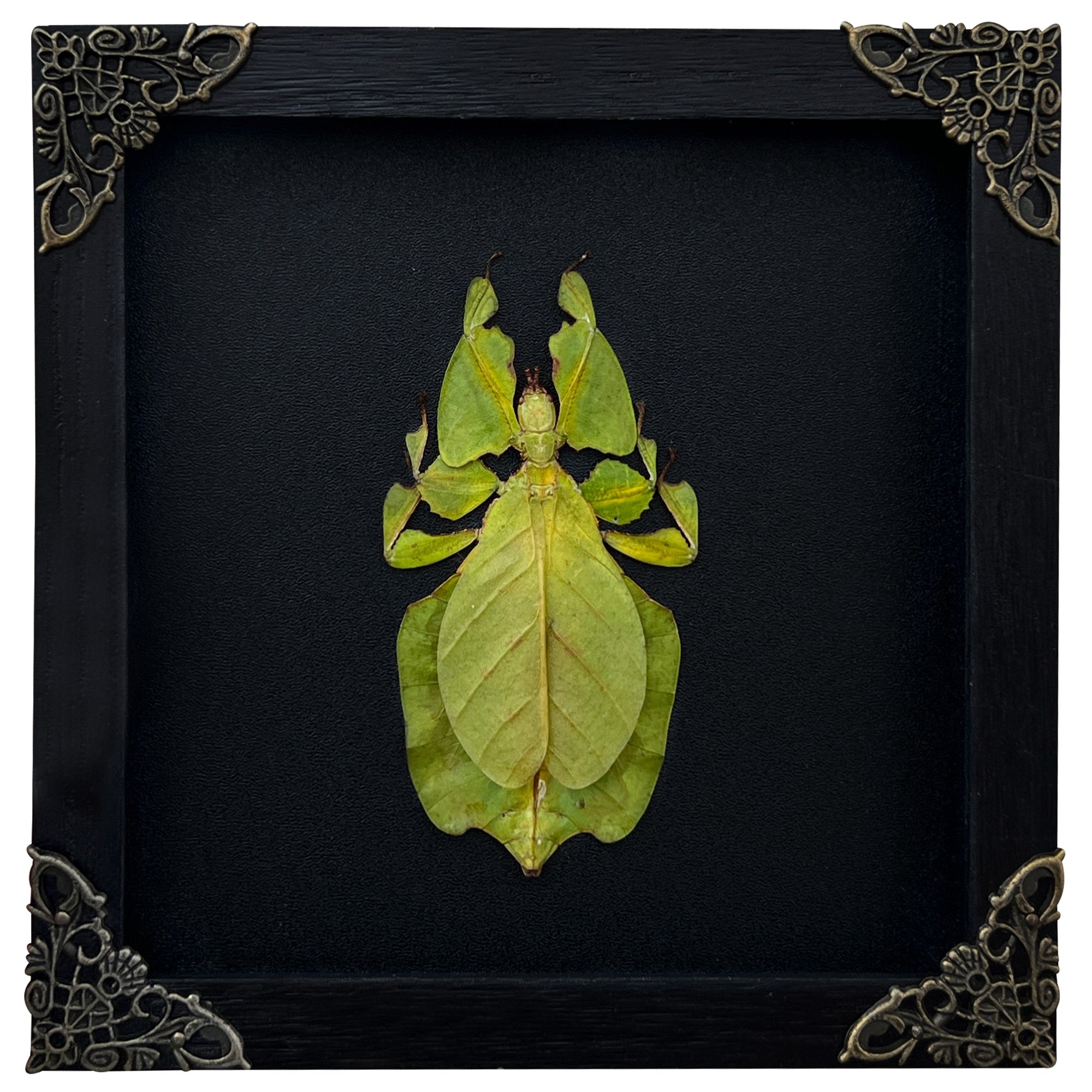 Real Framed Walking Leaf Beetle Shadow Box Bug Insect Entomology Specimen Taxidermy K16-72-DE