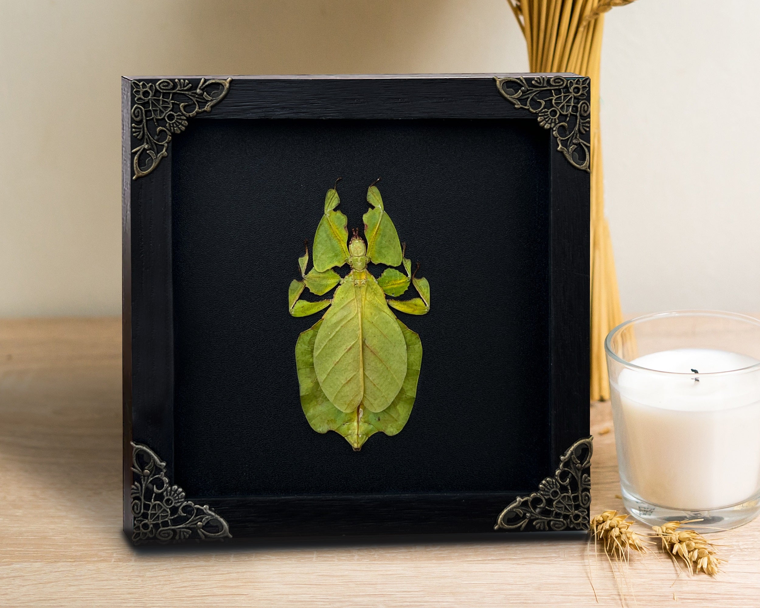 Real Framed Walking Leaf Beetle Shadow Box Bug Insect Entomology Specimen Taxidermy K16-72-DE