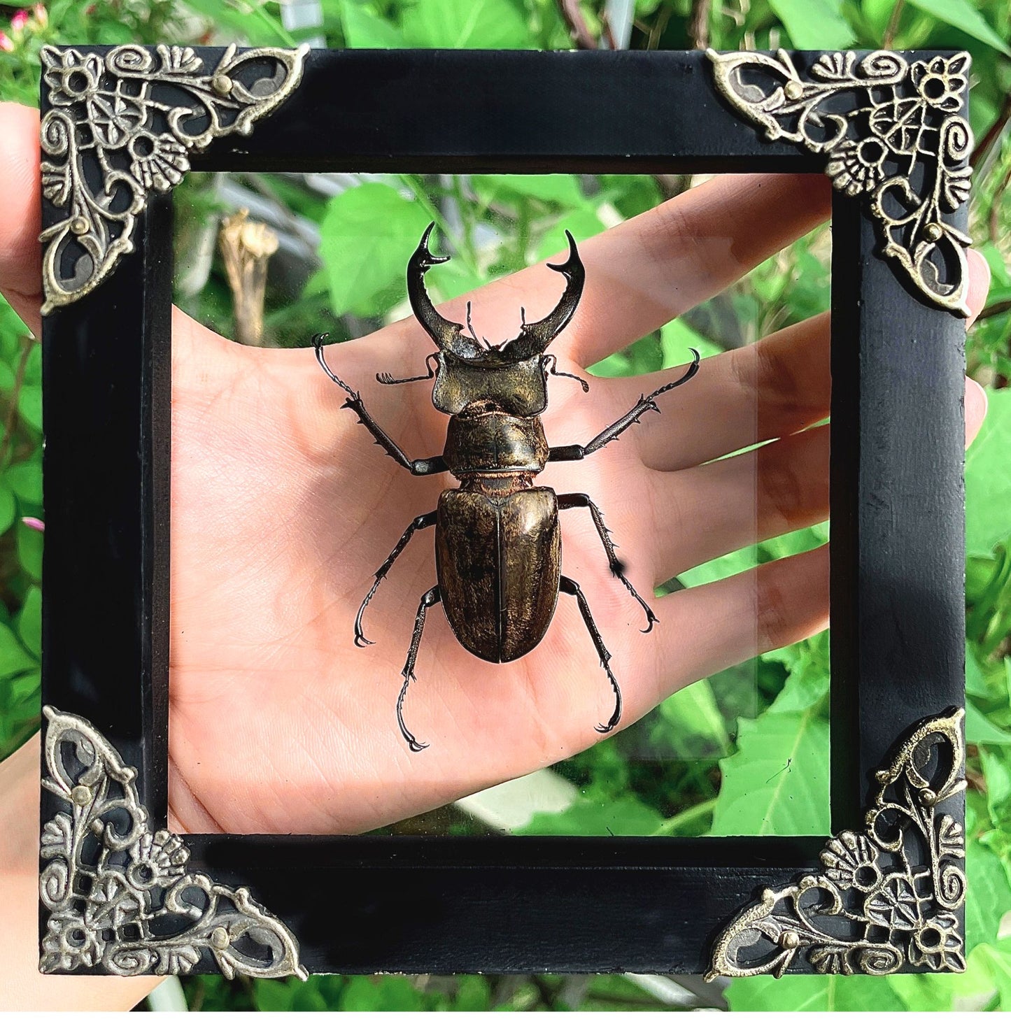Real Framed Lucanas Beetle Bee Black Shadow Box Specimen Oddities K12-57-KINH