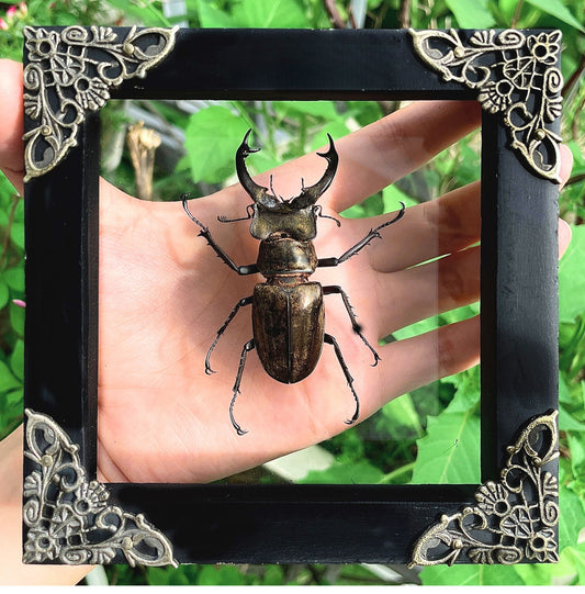 Real Framed Lucanas Beetle Bee Black Shadow Box Specimen Oddities K12-57-KINH