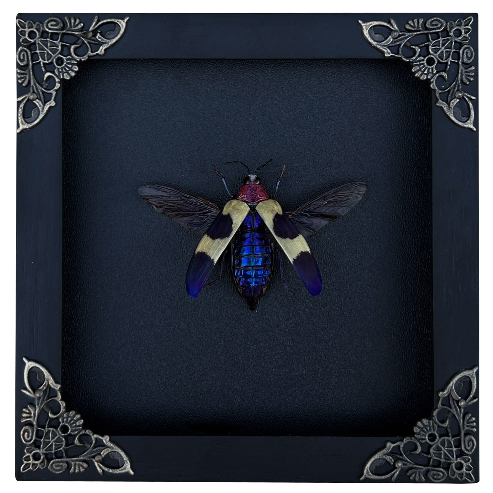 Real Framed Jewel Beetle Black Frame Dead Insect Dried Bug K14-82-DE