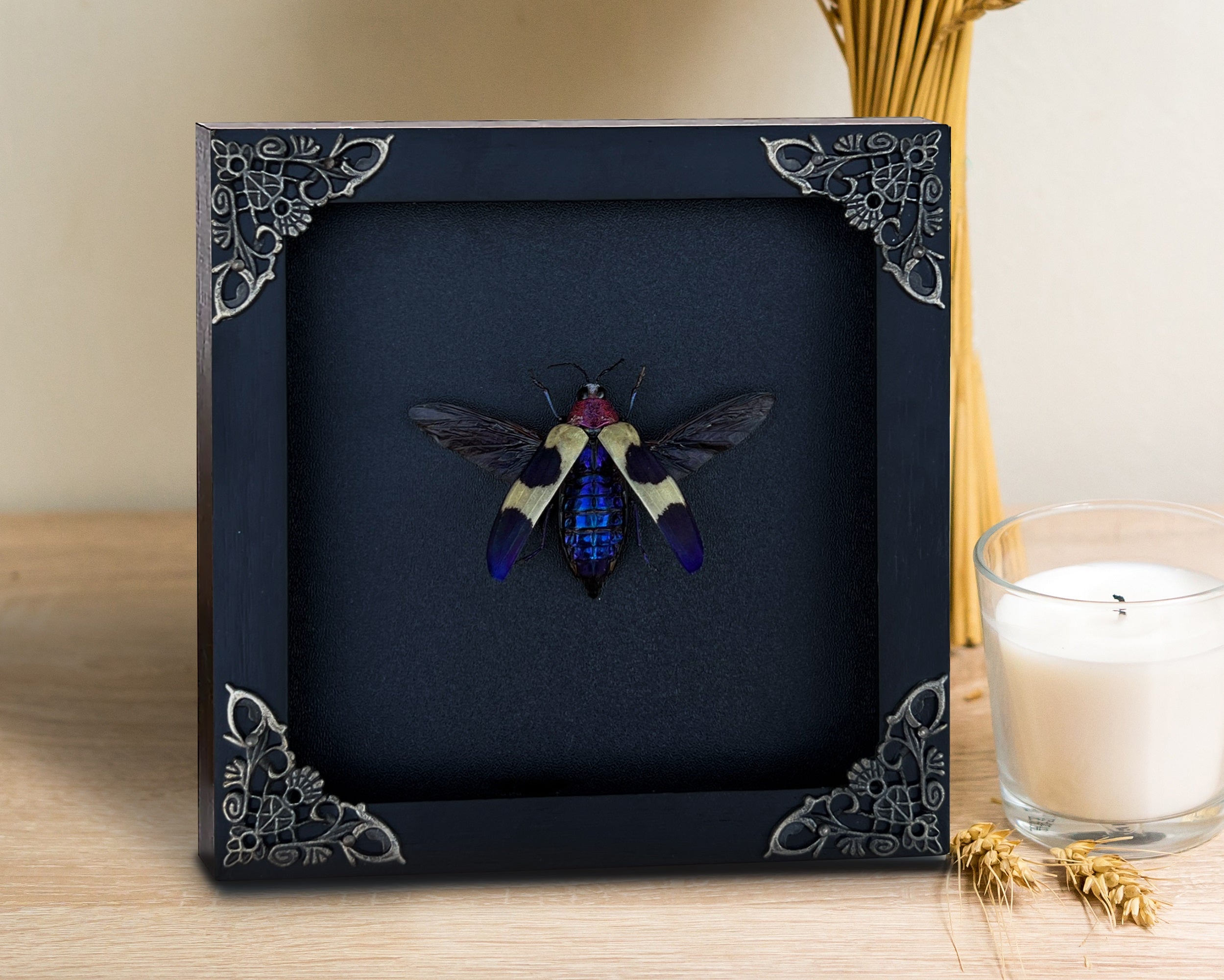 Real Framed Jewel Beetle Black Frame Dead Insect Dried Bug K14-82-DE