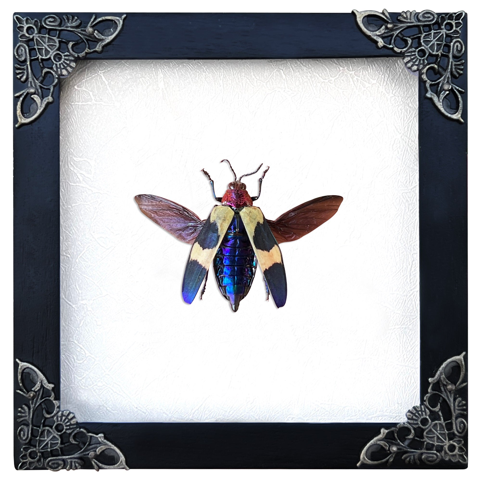 Real Framed Jewel Beetle Black Frame Dead Insect Dried Bug K14-82-DE