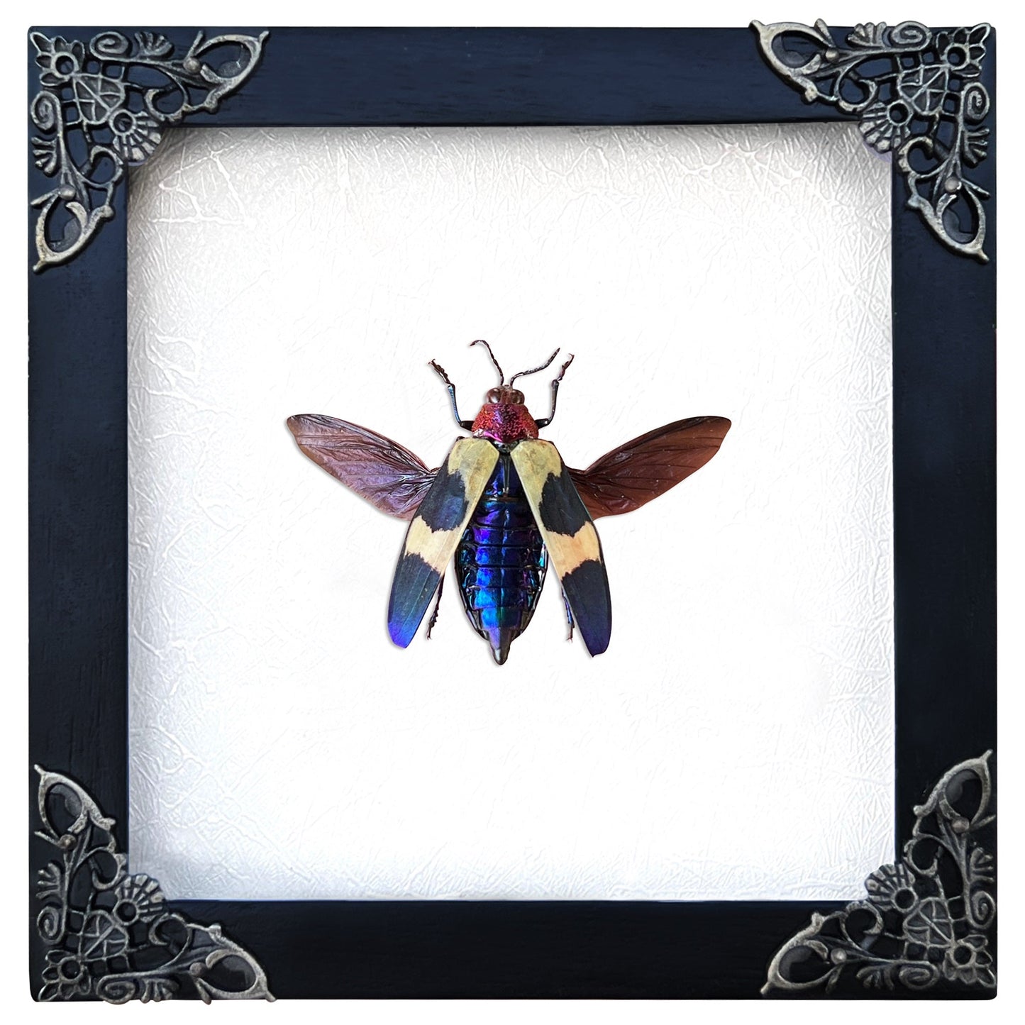 Real Framed Jewel Beetle Black Frame Dead Insect Dried Bug K14-82-TR