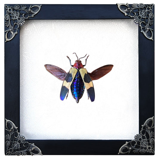 Real Framed Jewel Beetle Black Frame Dead Insect Dried Bug K14-82-TR