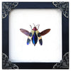 Real Framed Jewel Beetle Black Frame Dead Insect Dried Bug K14-82-DE