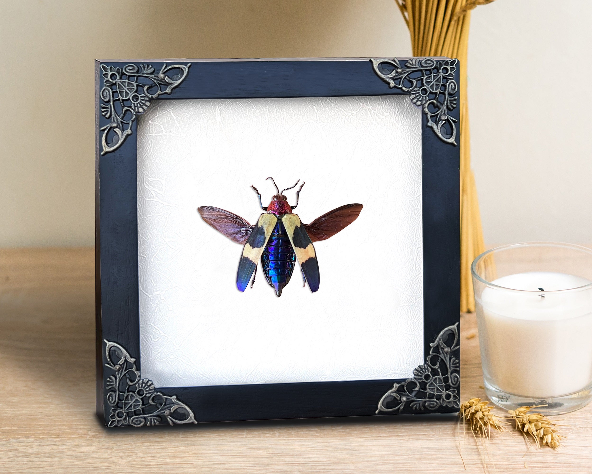 Real Framed Jewel Beetle Black Frame Dead Insect Dried Bug K14-82-TR