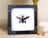 Real Framed Jewel Beetle Black Frame Dead Insect Dried Bug K14-82-TR