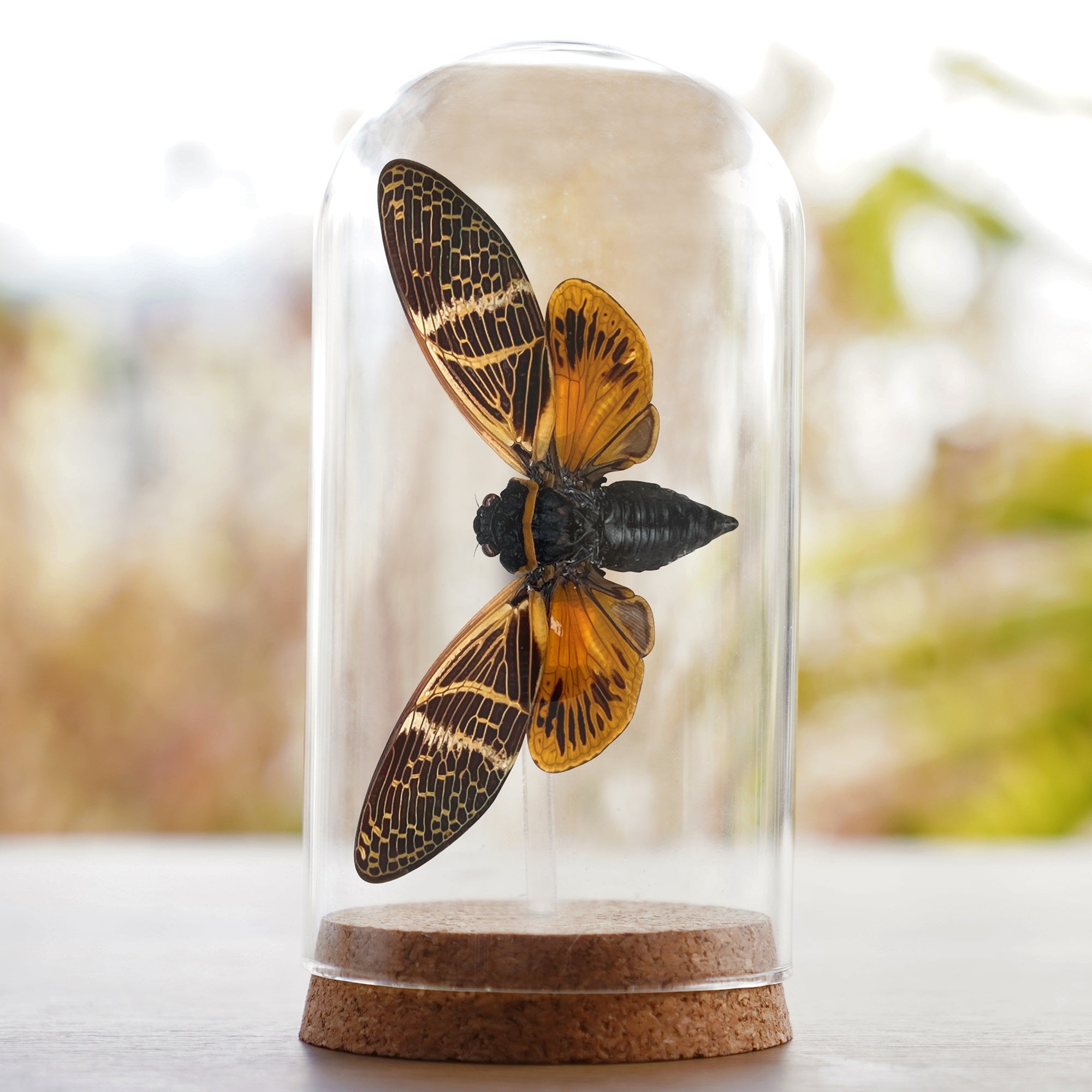 Real Lanternfly Preserved Specimen Collection Oddity Dried Insect Dead Bug Taxidermy Education Science Decor Home Decoration Artwork Tabletop Display DOME8.16-50