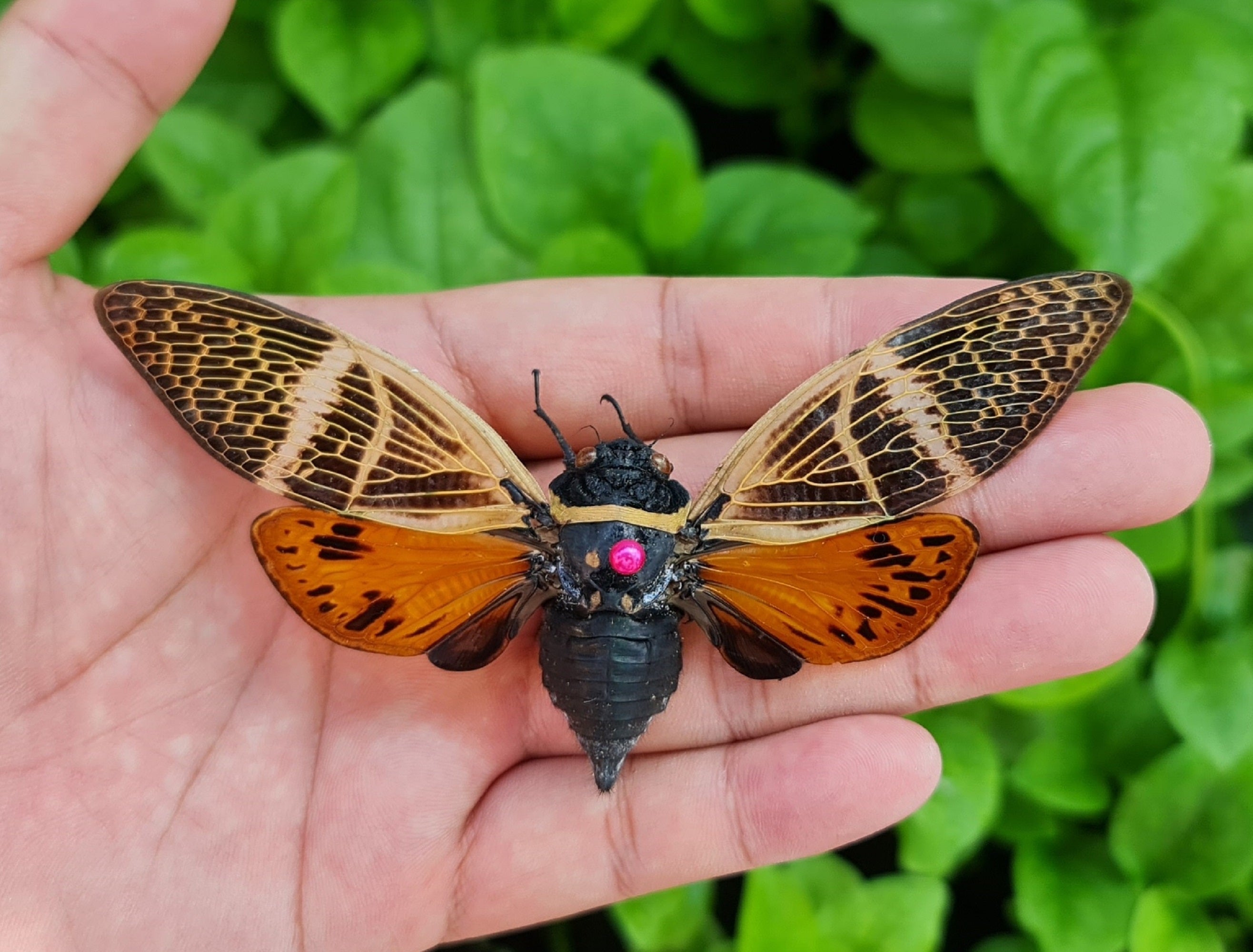 Real Lanternfly Preserved Specimen Collection Oddity Dried Insect Dead Bug Taxidermy Education Science Decor Home Decoration Artwork Tabletop Display DOME8.16-50