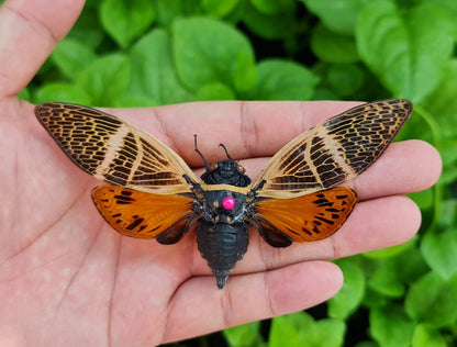 Real Lanternfly Preserved Specimen Collection Oddity Dried Insect Dead Bug Education Science Decor Home Decoration Artwork Tabletop Display DOME8.16-50