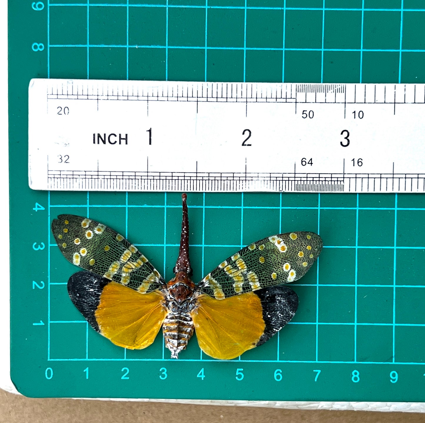 Pyrops candelaria Lanternfly, Real Dried Insect Art, Exotic Bug Specimen for Collectors