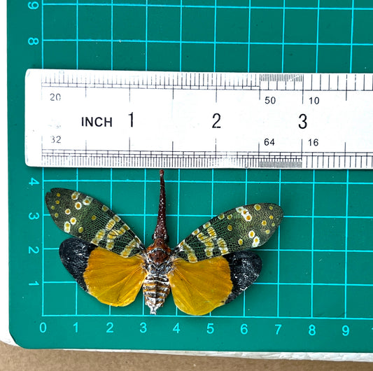 Pyrops candelaria Lanternfly, Real Dried Insect Art, Exotic Bug Specimen for Collectors
