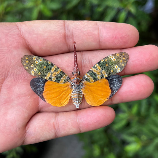 Pyrops candelaria Lanternfly, Real Dried Insect Art, Exotic Bug Specimen for Collectors