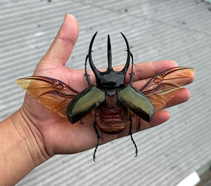 Real Mounted Giant Beetle Specimen Collection Bug Dried Dead Animal Moth Preserved Entomology Oddity Scientific Lover Insect Nature Office Desk Art Artwork Display UM-23