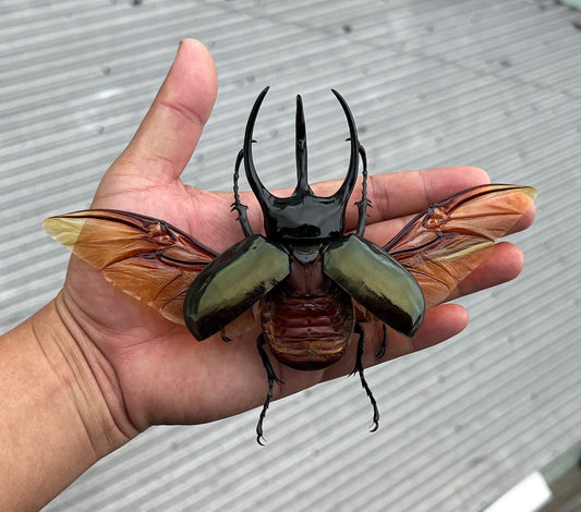 Real Mounted Giant Beetle Specimen Collection Bug Dried Dead Animal Moth Preserved Entomology Oddity Scientific Lover Insect Nature Office Desk Art Artwork Display UM-23