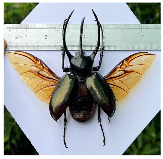 Real Mounted Giant Beetle Specimen Collection Bug Dried Dead Animal Moth Preserved Entomology Oddity Scientific Lover Insect Nature Office Desk Art Artwork Display UM-23
