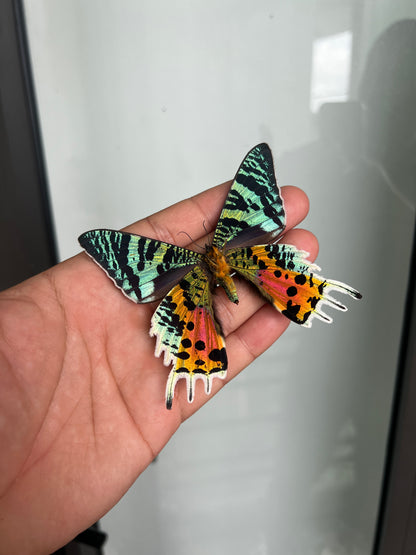 2 Real Sunset Moth Butterfly Specimen Collection Butterflies Mounted Dead Animal Preserved Entomology Oddity Scientific Lover Insect Office Desk Art Artwork Display UM-16…
