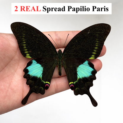 Real Butterfly Taxidermy, Papilio Paris, Dried Specimen Spread Wings, Real Insect Entomology Display