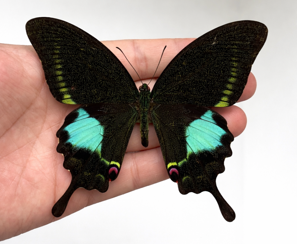 Real Butterfly Taxidermy, Papilio Paris, Dried Specimen Spread Wings, Real Insect Entomology Display