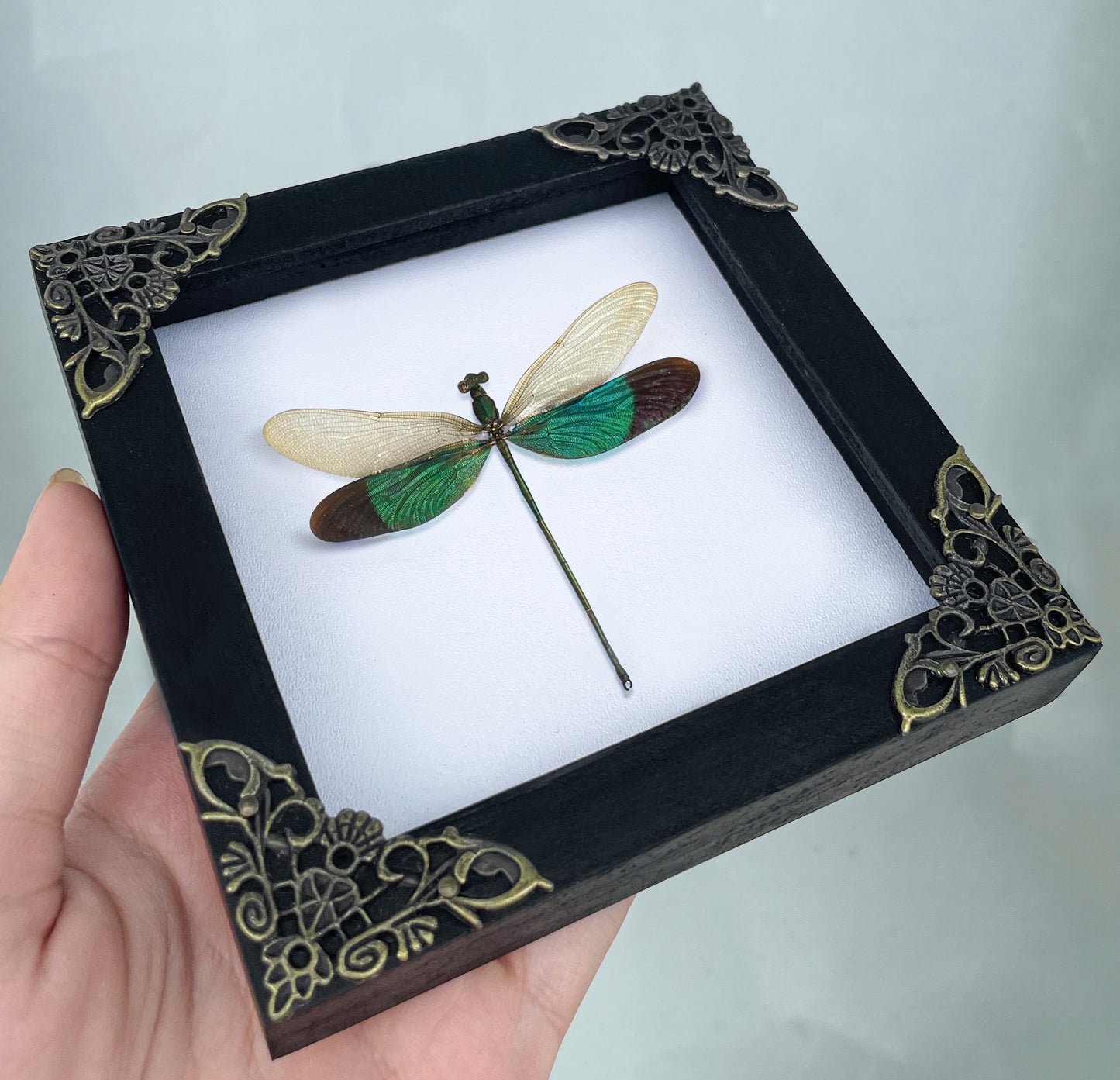 Real Clear Wings Dragonfly Gothic Decor Insect Shadow Box Entomology Gift K12-83-TR