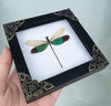 Real Clear Wings Dragonfly Gothic Decor Insect Shadow Box Entomology Gift K12-83-TR