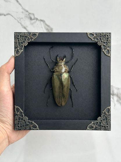 Real Beetle Insect Framed, Shadow Box Artwork, Dead Bug Oddities Curiosities, Home Gothic Wall Decor K14-90-DE