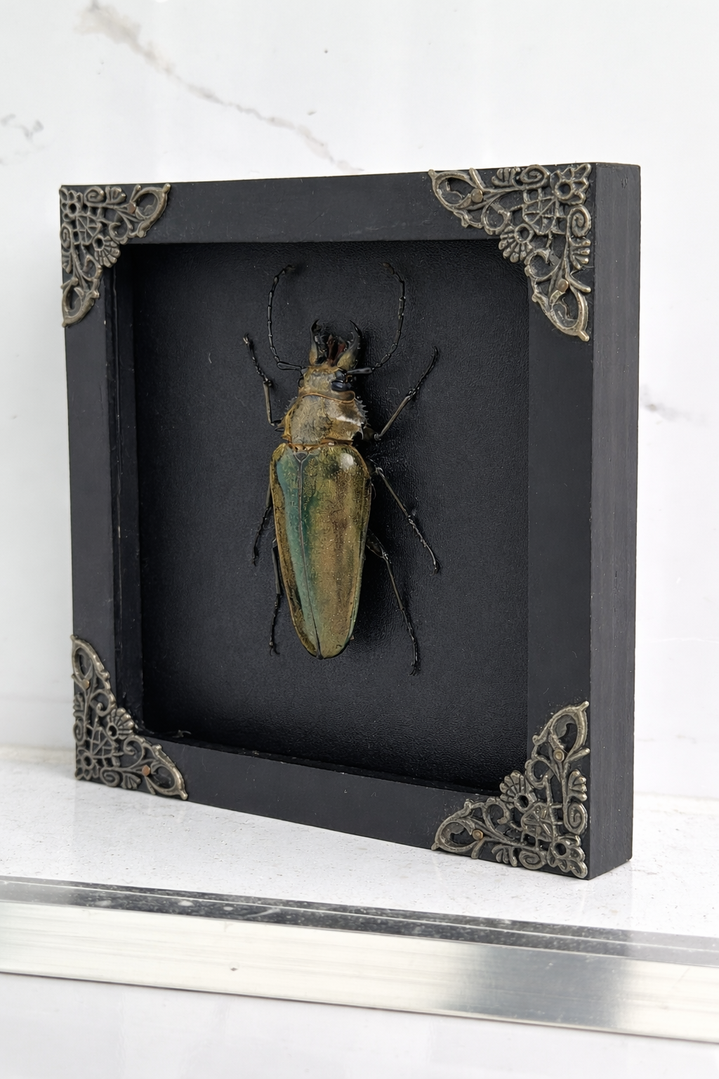 Real Beetle Insect Framed, Shadow Box Artwork, Dead Bug Oddities Curiosities, Home Gothic Wall Decor K14-90-DE