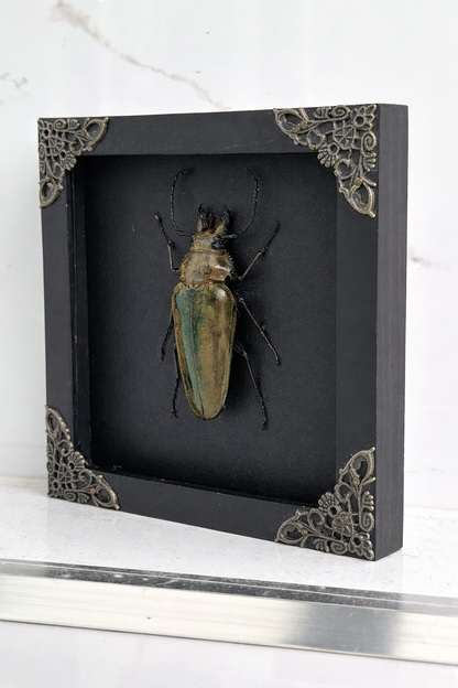 Real Beetle Insect Framed, Shadow Box Artwork, Dead Bug Oddities Curiosities, Home Gothic Wall Decor K14-90-DE