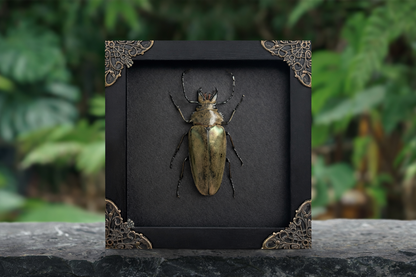 Real Beetle Insect Framed, Shadow Box Artwork, Dead Bug Oddities Curiosities, Home Gothic Wall Decor K14-90-DE