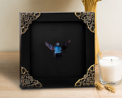 Blue Xylocopa Caerulea Frame