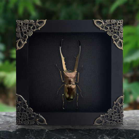 Real Metallic Stag Beetle Framed Shadow Box Insect Frame Wall Art Decoration Artwork Natural Gothic Home Decor