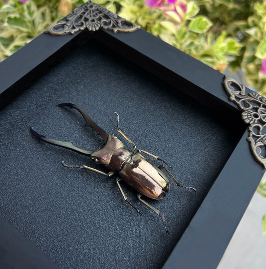 Real Metallic Stag Beetle Framed Shadow Box Insect Frame Wall Art Decoration Artwork Natural Gothic Home Decor